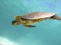Turtle Royalty Free Stock Photo