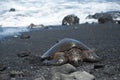 Turtle on black sand beach Royalty Free Stock Photo