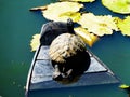 Turtle on a boat