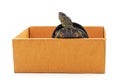 Turtle in the box Royalty Free Stock Photo