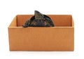 Turtle in the box. Royalty Free Stock Photo
