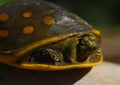 Turtle on the branch.