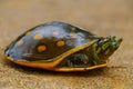 Turtle on the branch.