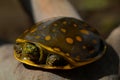 Turtle on the branch.