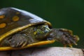 Turtle on the branch.