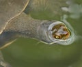 Turtle breaks the surface of a local lake...surrounded by greenish water. Royalty Free Stock Photo