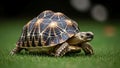 Turtle on Green Grass with Brown and Black Shell Royalty Free Stock Photo