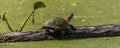 Turtle in Cajun Swamp & Lake Martin, near Breaux Bridge and Lafayette Louisiana Royalty Free Stock Photo