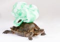 Turtle carry plastic bag on back
