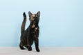 Turtle cat on blue background Royalty Free Stock Photo