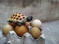 Turtle Ceramic and Egg Shells