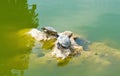 Turtle Royalty Free Stock Photo