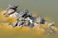 Turtle Royalty Free Stock Photo