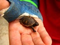 Turtle in a childs hand