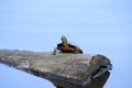 A turtle climbing unto a log Royalty Free Stock Photo