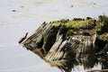 Turtle climbing up the piece of old wood over the river water under the sunlight Royalty Free Stock Photo