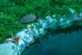 Turtle close to artificial pond with rock Royalty Free Stock Photo