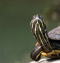 Turtle close-up