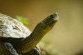 Turtle close-up with detailed shell and head. Royalty Free Stock Photo