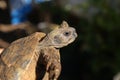 Turtle close up in its natural environment Royalty Free Stock Photo