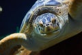 Turtle close-up.