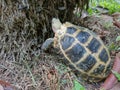 Turtle close up moving under the roots tree on the ground