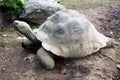 Turtle close-up. A wild animal. A large large turtle in the open air in the park.