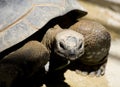 Turtle closeup