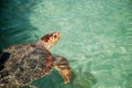 Turtle coming out of the water Royalty Free Stock Photo