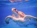 Turtle Coming up for air - Swimming with turtles Curacao views