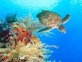 Turtle and coral Royalty Free Stock Photo