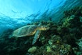 Turtle and Coral Reef Royalty Free Stock Photo