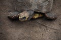 Turtle Crawling Through the Mud in the Wild