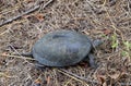 The turtle crawls on dry grass. Ordinary river tortoise of temperate latitudes. The tortoise is an ancient