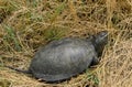 The turtle crawls on dry grass. Ordinary river tortoise of temperate latitudes. The tortoise is an ancient