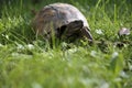 Turtle creeps on the green meadow