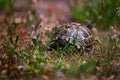 Turtle creeps up a footpath