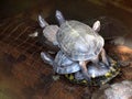 Turtle and crocodile reptile resting together inside a pond