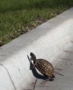 Turtle crosses road