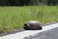The turtle crosses the road. turtle tortoises on the rural road. Florida Royalty Free Stock Photo