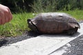 The turtle crosses the road. turtle tortoises on the rural road. Florida Royalty Free Stock Photo