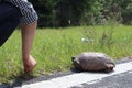 The turtle crosses the road. turtle tortoises on the rural road. Florida Royalty Free Stock Photo
