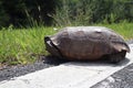 The turtle crosses the road. turtle tortoises on the rural road. Florida Royalty Free Stock Photo