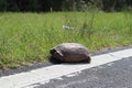The turtle crosses the road. turtle tortoises on the rural road. Florida Royalty Free Stock Photo