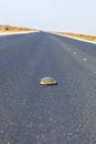 Turtle crossing road Royalty Free Stock Photo