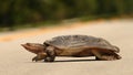 Turtle crossing a road