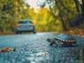 Turtle Crossing Road Royalty Free Stock Photo