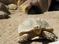 Turtle and desert
