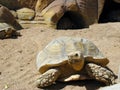 Turtle and desert Royalty Free Stock Photo