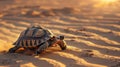 Turtle in the desert with sunny weather Royalty Free Stock Photo